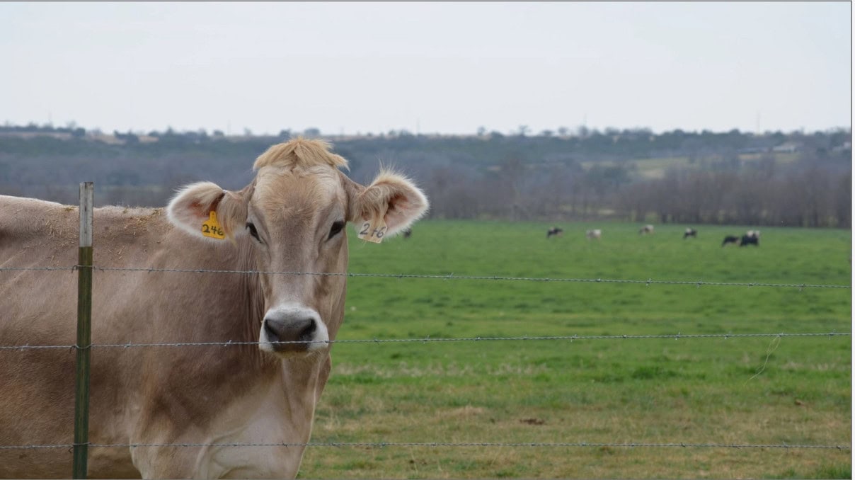 Cow in field