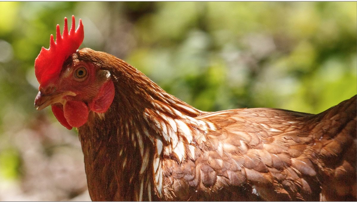 chicken
