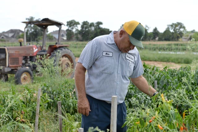 Man in watermelon field
