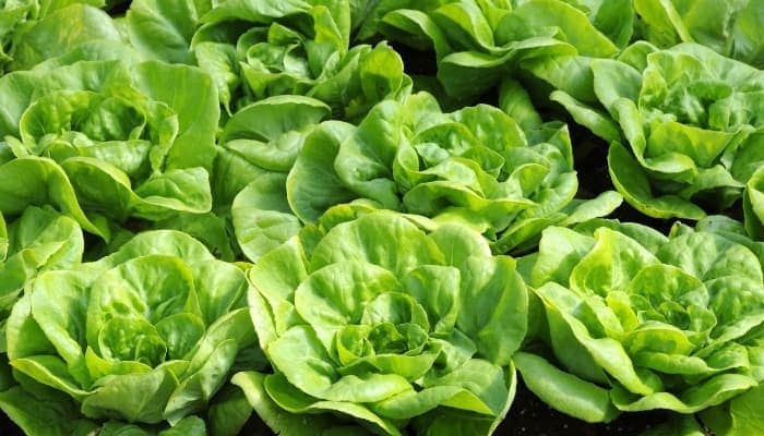 Lettuce